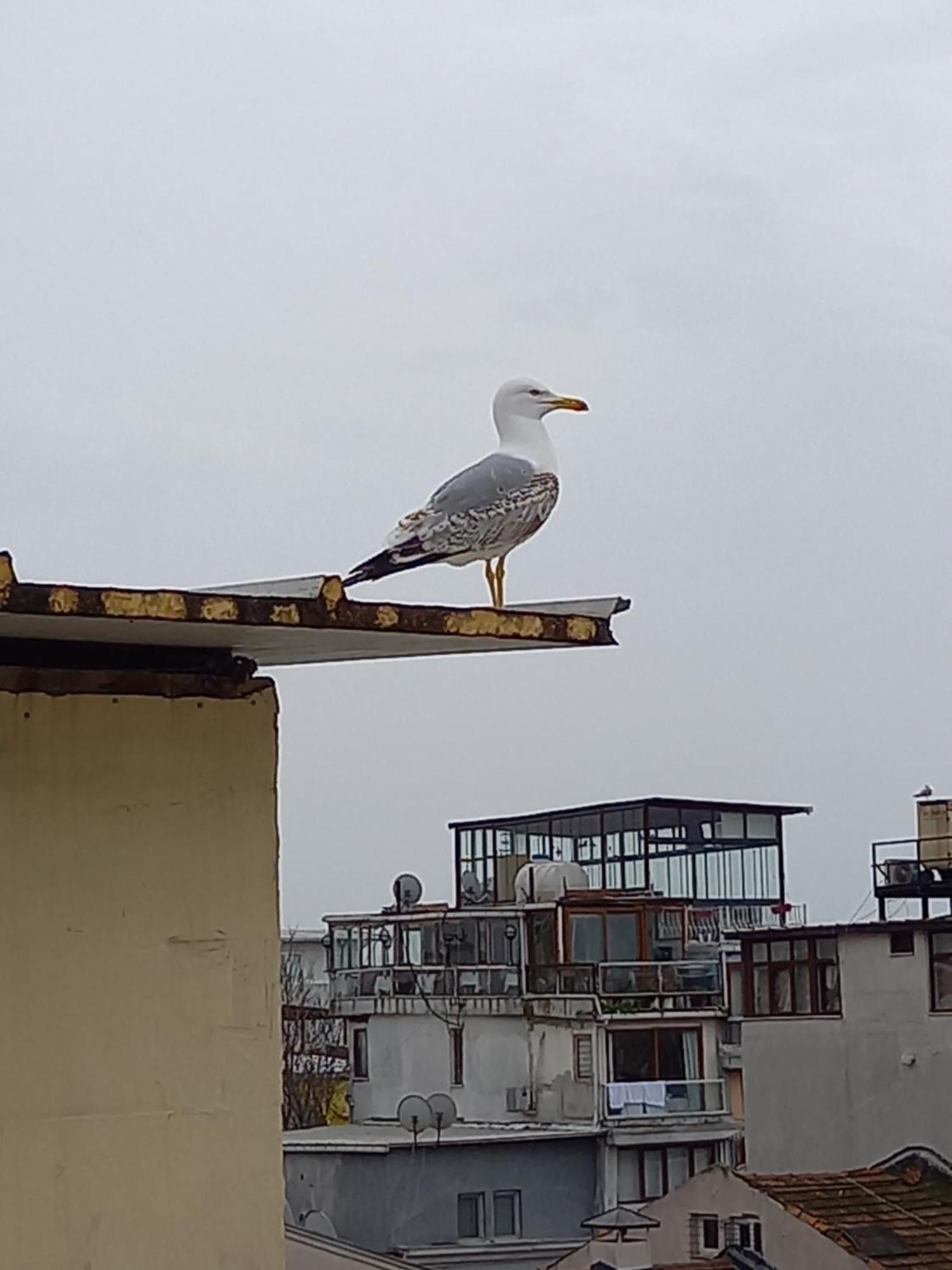 Avsin Residence Istanbul Eksteriør bilde